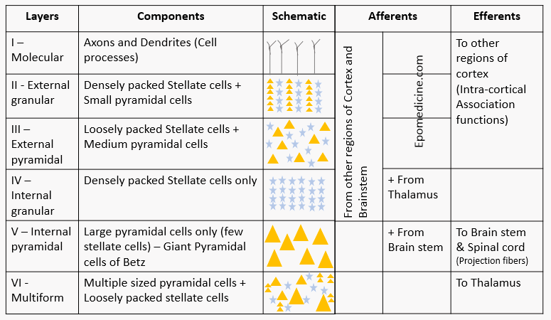 Placeholder image for The Cerebral Cortex: Layers and Roles